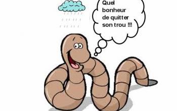 La pluie quand on est vers de terre...