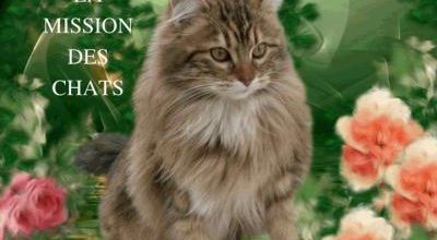 La mission des chats