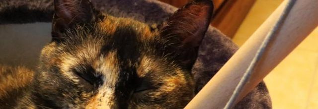 Dimanche c'est chat