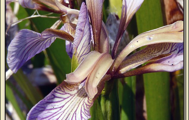 Iris fétide (Iris foetidissima) - Loix-en-Ré - Ile de Ré - 17