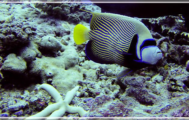 Poisson-ange empereur, Emperor angelfish (Pomacanthus imperator) - Passe Garuae (nord) - Atoll de Fakarava - Tuamotu - Polynésie française