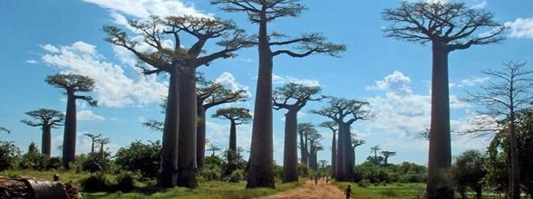 Les forêts insolites ...