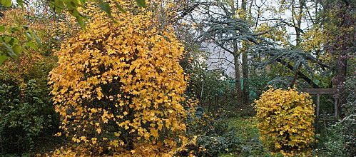 "Les couleurs de l'automne"