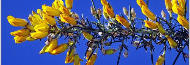 Ajonc d'Europe (3) - Ulex europaeus