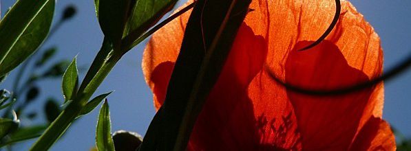 Profusion de fleurs