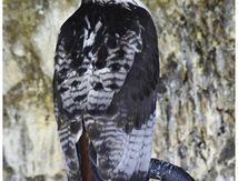 Buse augure - Buteo augur - Augur Buzzard