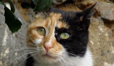 Les chats écaille de tortue plus agressifs que les autres ?