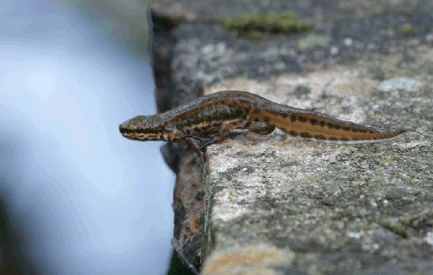L'escalade et le plongeon d'un Triton palmé mâle qui est passé d'un bassin à l'autre (Lissotriton helveticus) - Lartigau - Milhas - 31