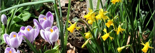 Petites touffes printanières au jardin