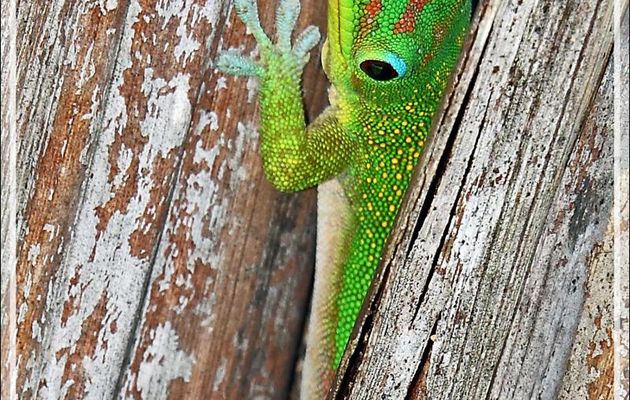 Le petit coucou du Gecko diurne à poussière d'or (Phelsuma laticauda) - Nosy Be - Madagascar