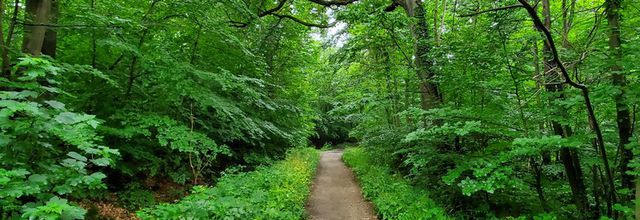 À l'ouest de Paris (2/2) : la forêt de Fausses-Reposes