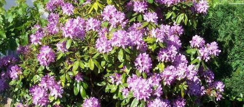 Un printemps fleuri...