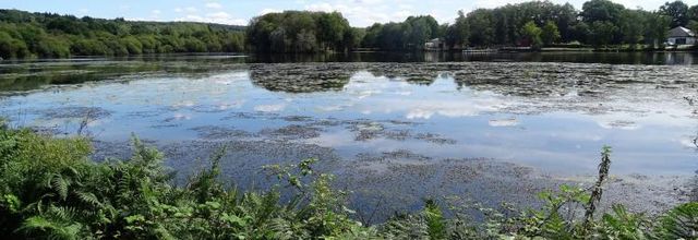 Depuis l'Etang de la Frêt - Marcher dans la forêt 
