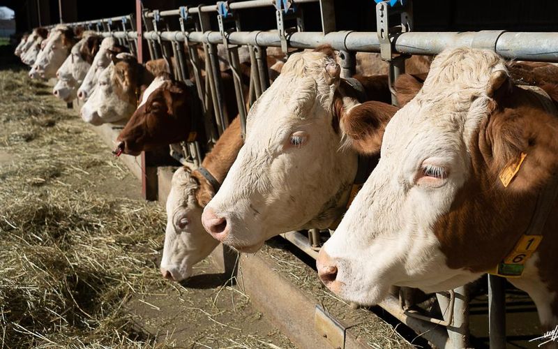 Desnes : Ah les vaches ...  