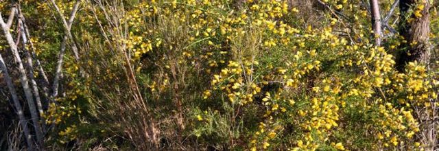 Ulex europaeus - ajonc d'Europe