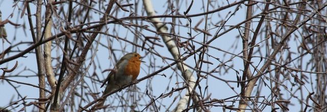 Il chante, le rouge-gorge !