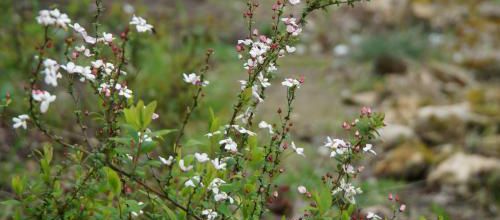 Première tendre floraison