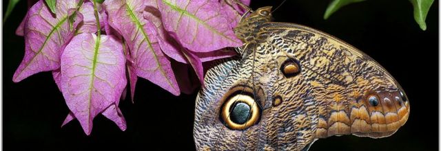 Caligo (1) - Papillon Hibou