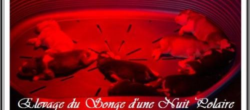 Portées de Féanor et de Fanouk (14 février 2014)