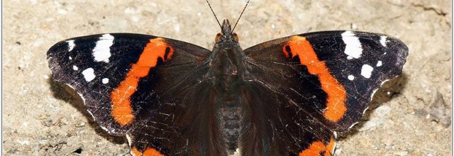 Vulcain (2) - Vanessa atalanta