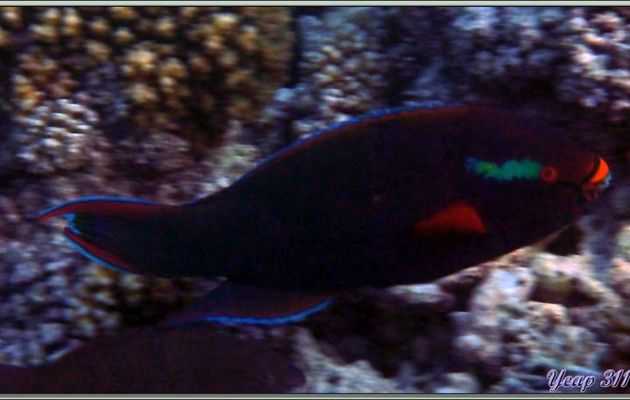 Poisson Perroquet brun (Scarus niger) - Praslin - Seychelles