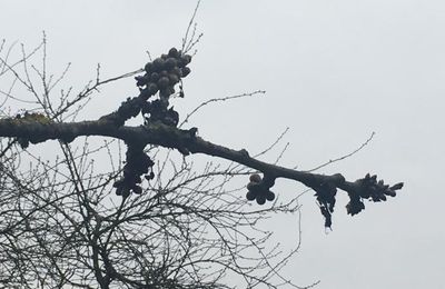 LES FLEURS DE PRINTEMPS