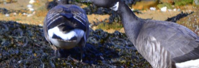  Nos oiseaux marins  