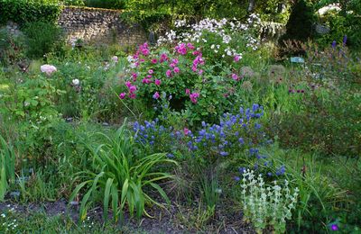 Le massif des roses a 3 ans