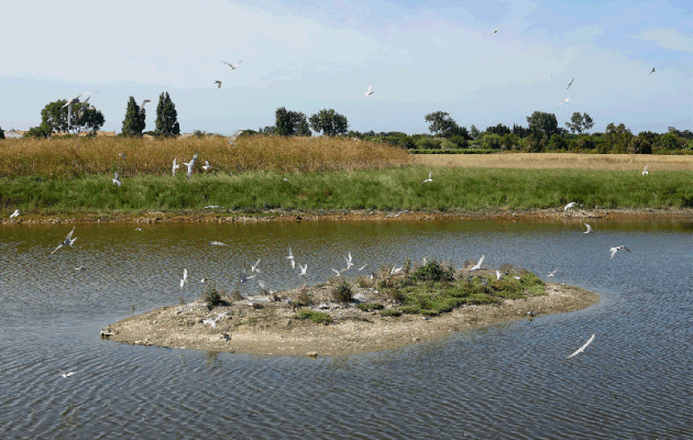 Chaque fois que je passe devant cet îlot, je ne peux m'empêcher de m'arrêter ! - Sternes pierregarins ou Estorlets (Sterna hirundo) - La Couarde-sur-Mer - Île de Ré - 17