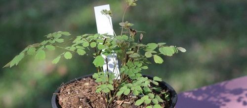 La Folie des Plantes