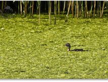Grèbe castagneux (Tachybaptus ruficollis) juvénile...
