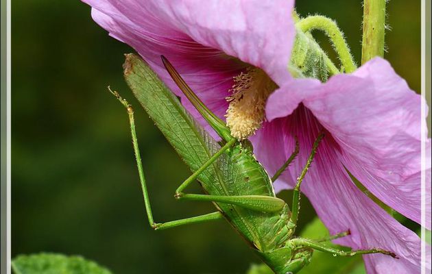 Grande Sauterelle verte (Tettigonia viridissima) femelle - Lartigau - Milhas - 31