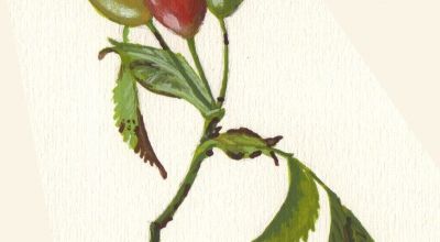 Gouaches 