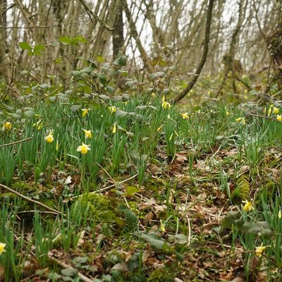Des jonquilles en novembre...
