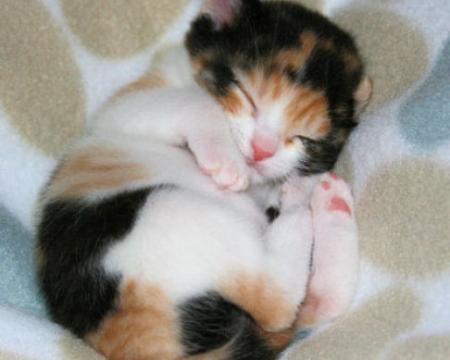 D'adorables chatons