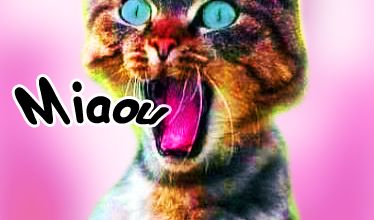 Bientôt Un chat fou va ......