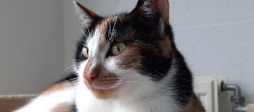 La Banda chats de ma fille!