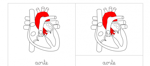 [Nomenclature] Le coeur