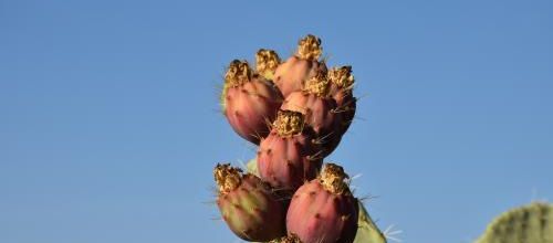 figues 
