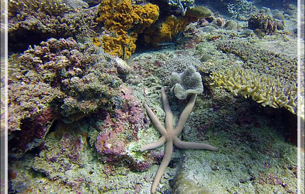 Etoile de mer comète et étoile granuleuse - Nosy Mitsio - Madagascar