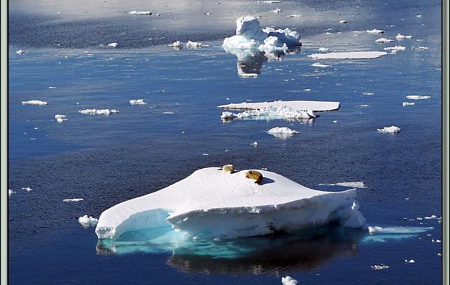 Un glaçon? Avec ou sans phoque? - Gerlache Strait - Péninsule Antarctique