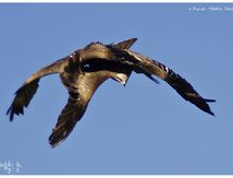 Duo de Milans noirs - Milvus migrans - Black Kite