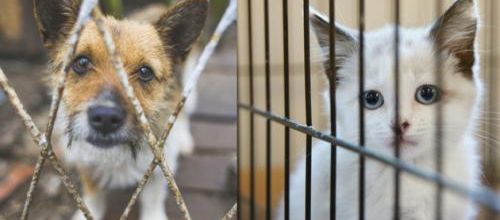 Pourquoi les gens abandonnent-ils leurs animaux ?