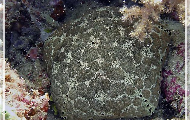 Etoile-coussin, Culcite, Etoile-coussin requin, Cushion-star, Spiny cushion star, Pillow starfish (Culcita schmideliana) - Beangovo - Nosy Mitsio - Madagascar