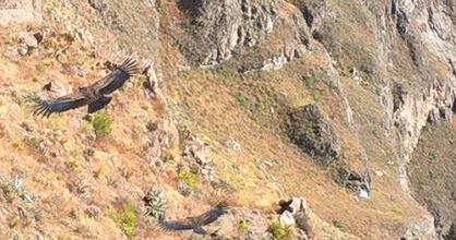 Le canyon de Colca (Colca partie 1)