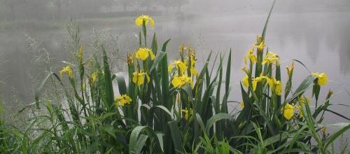 belles de brume