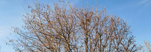 “L'arbre se sauve en faisant tomber ses feuilles.” Pierre Jouve..