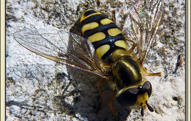 Mouche Syrphe (Eupeodes luniger) - Le Bois-Plage-en-Ré - Ile de Ré - 17