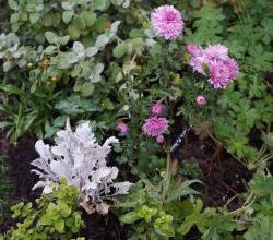 Doux Chrysanthème