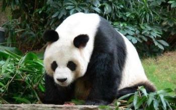 Le Panda Géant